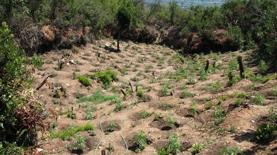 Μάνη: Ταυτοποιήθηκε Αλβανός για τη φυτεία με τα 1.254 χασισόδεντρα